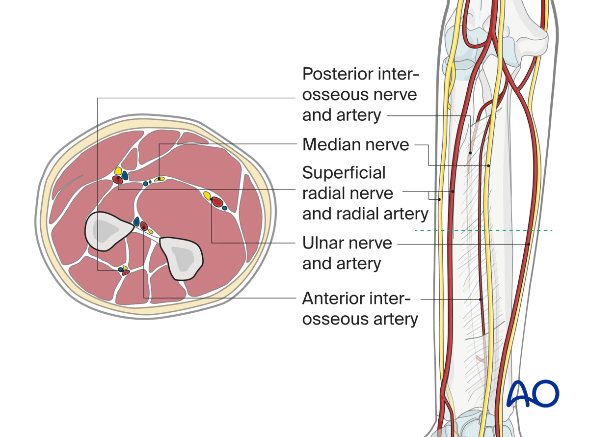 Neurovascular anatomy in the arm