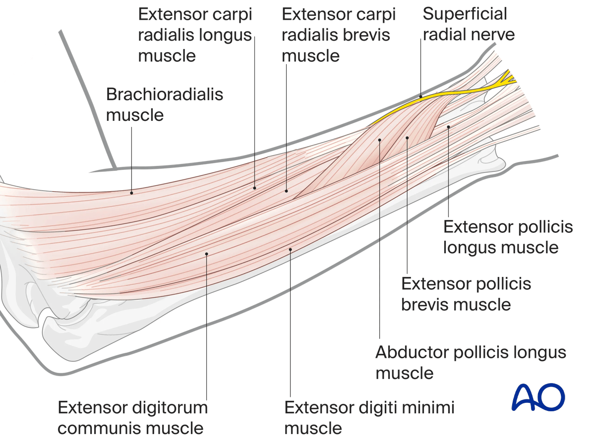 Anatomy of the distal radius