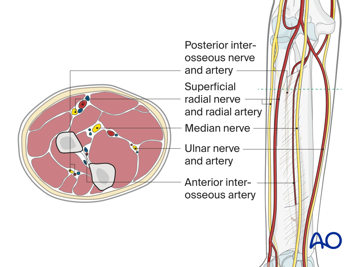Neurovascular anatomy of the arm