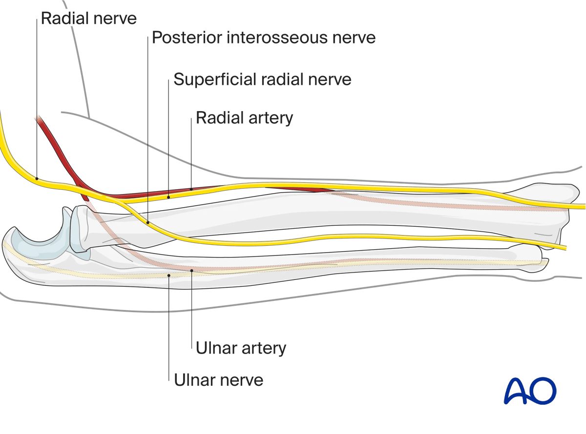 Neurovascular anatomy of the forearm
