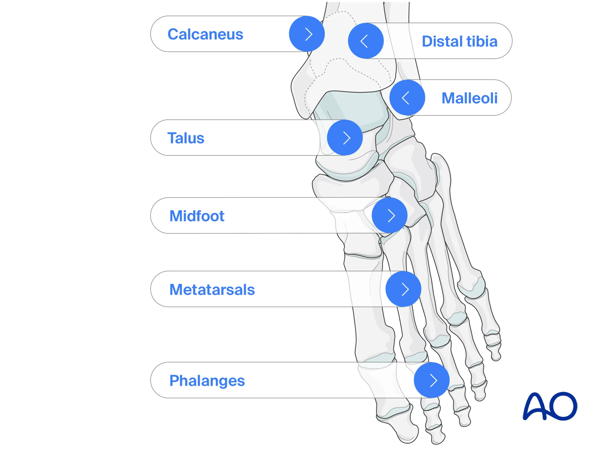 Foot and ankle modules of AO Surgery Reference