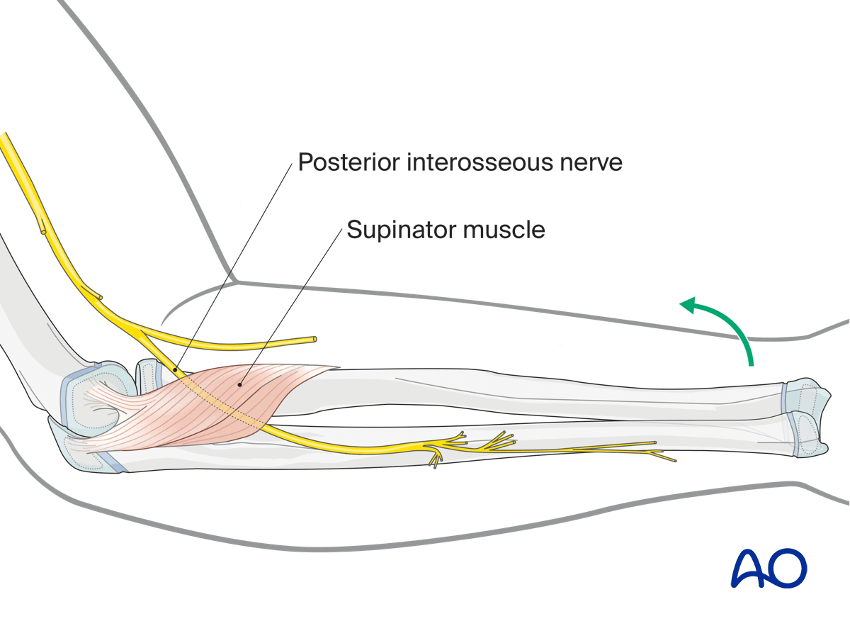 Neurovascular anatomy of the forearm