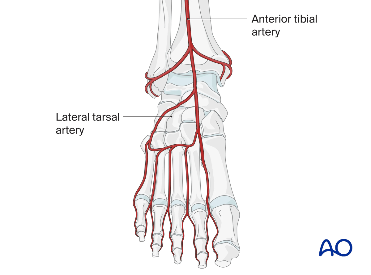Anterior view of the foot and ankle with main arteries anterolateral approach