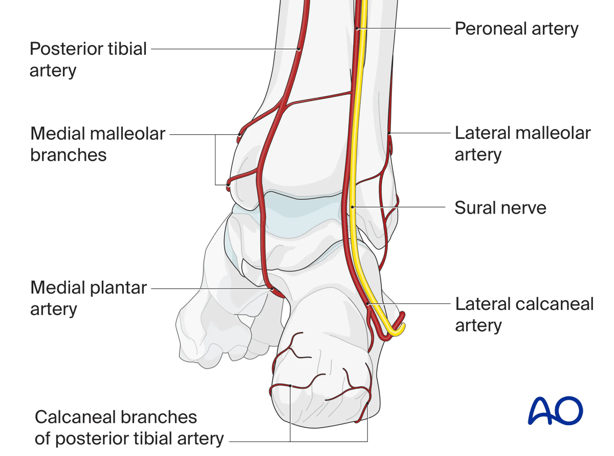 Talar blood supply with major hindfoot and ankle arteries at risk in fractures anterolateral approach