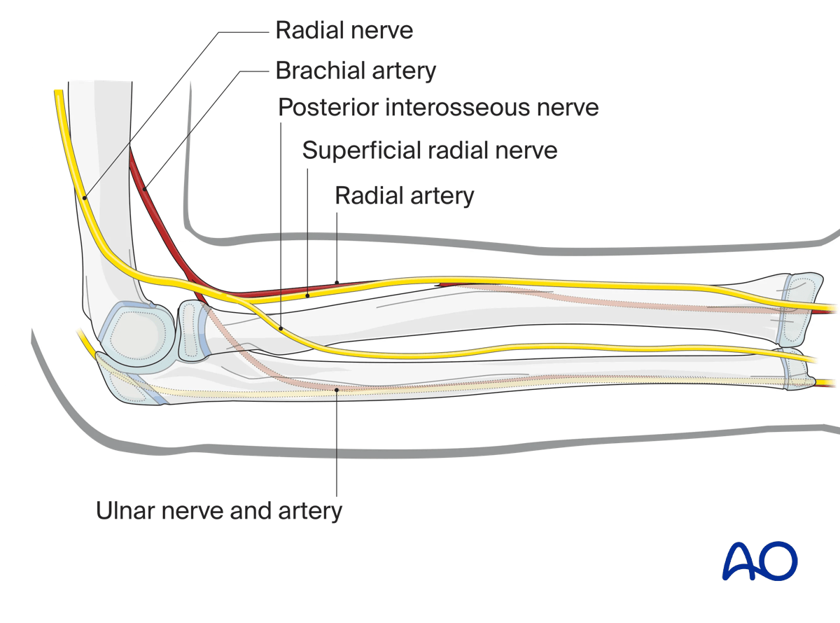 Neurovascular anatomy of the forearm shaft
