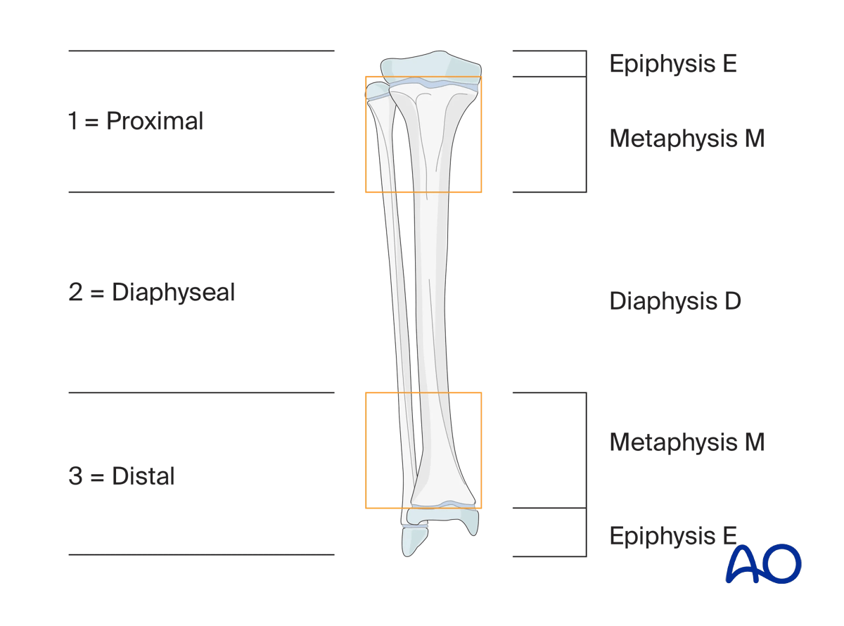 Areas of pediatric bones