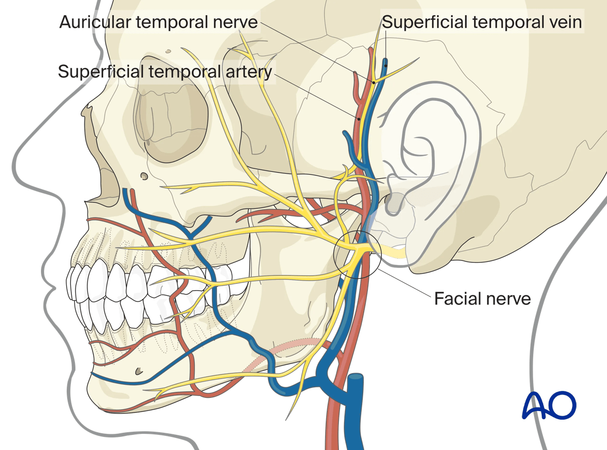 Neurovascular structures: auricular temporal nerve, superficial temporal artery, superficial temporal vein, facial nerves