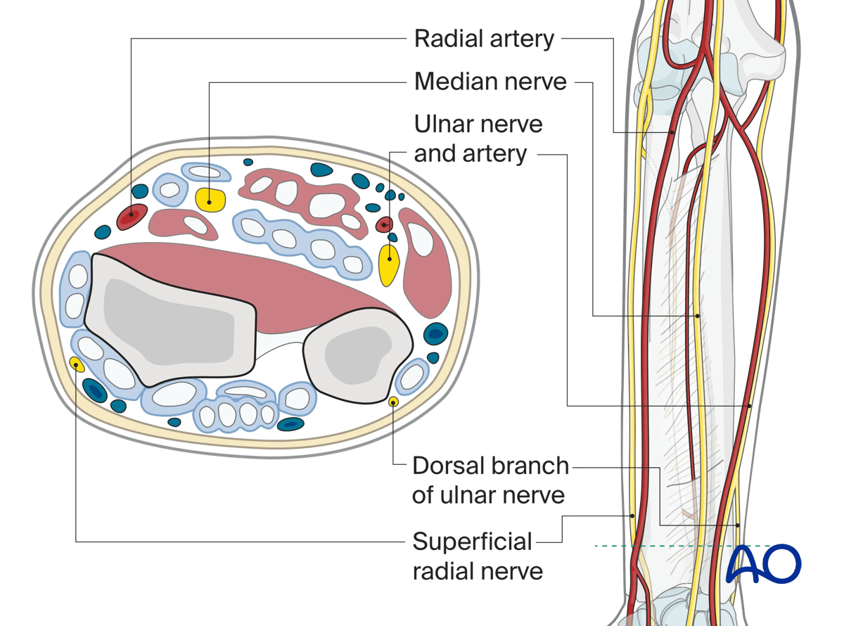 Neurovascular anatomy of the arm