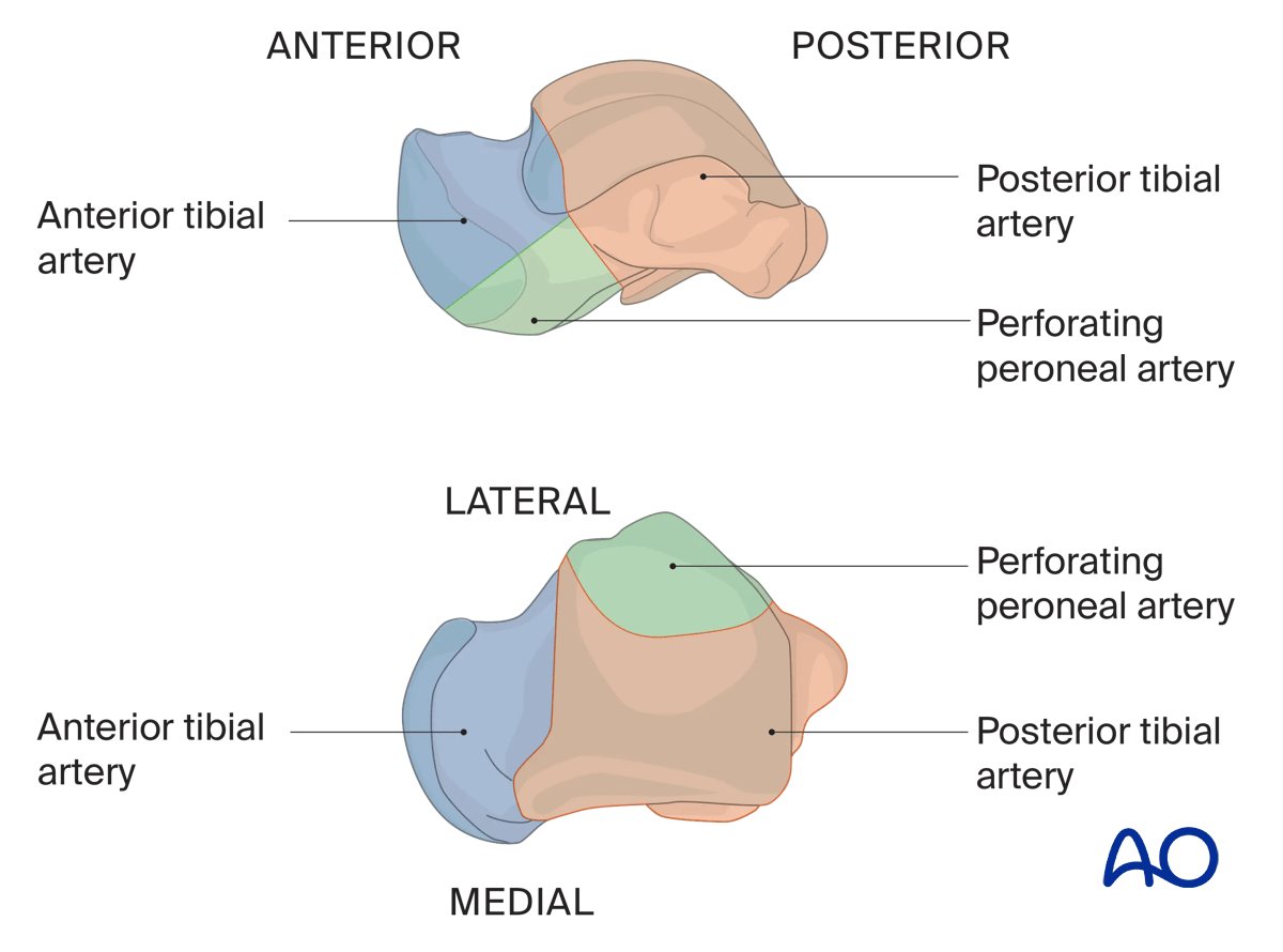 Talar arterial blood supply from anterior, posterior tibial, and perforating peroneal arteries