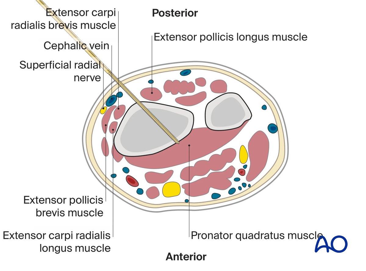 Anatomy of distal third of forearm